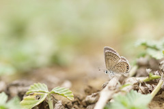 Hemiargus ramon