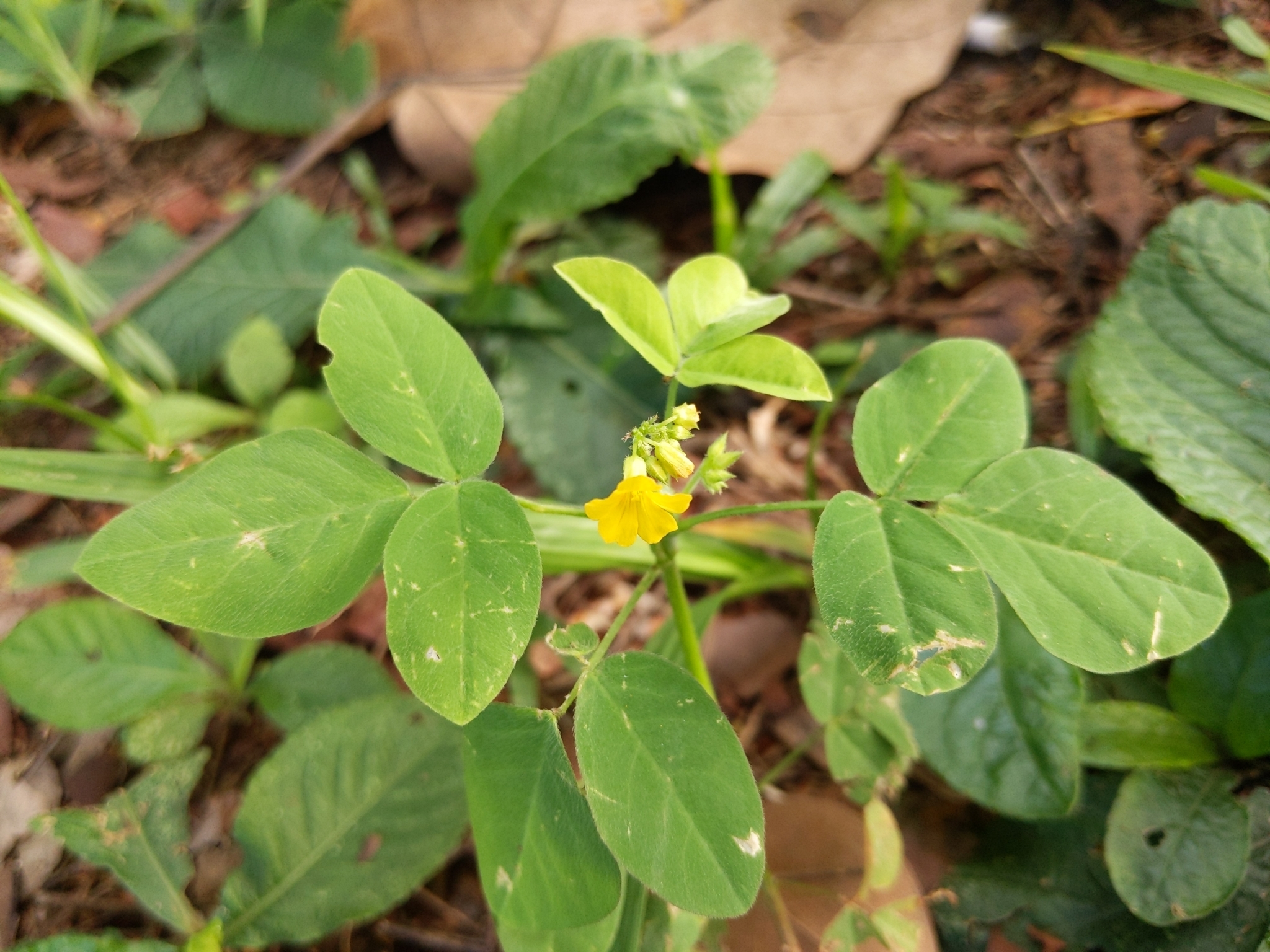 Oxalis hedysarifolia Raddi