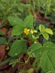 Oxalis hedysarifolia