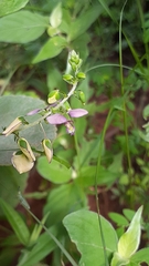 Polygala sphenoptera