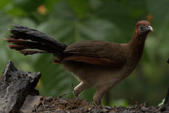 Ortalis erythroptera