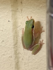 Litoria bicolor