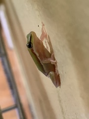 Litoria bicolor