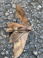 Marumba cristata bukaiana