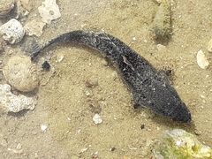 Cymbacephalus nematophthalmus
