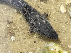 Cymbacephalus nematophthalmus