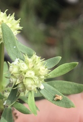 Spermacoce brachystema