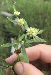 Spermacoce brachystema