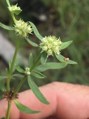 Spermacoce brachystema