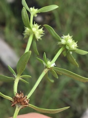 Spermacoce brachystema