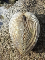 Vasticardium pectiniforme