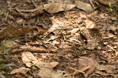 Amiga arnaca