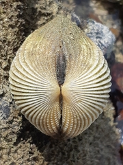 Vasticardium pectiniforme