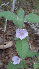 Ruellia malacophylla