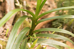 Vandoideae