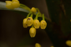 Vandoideae