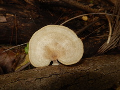 Favolus tenuiculus