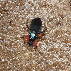 Phonergates bicoloripes
