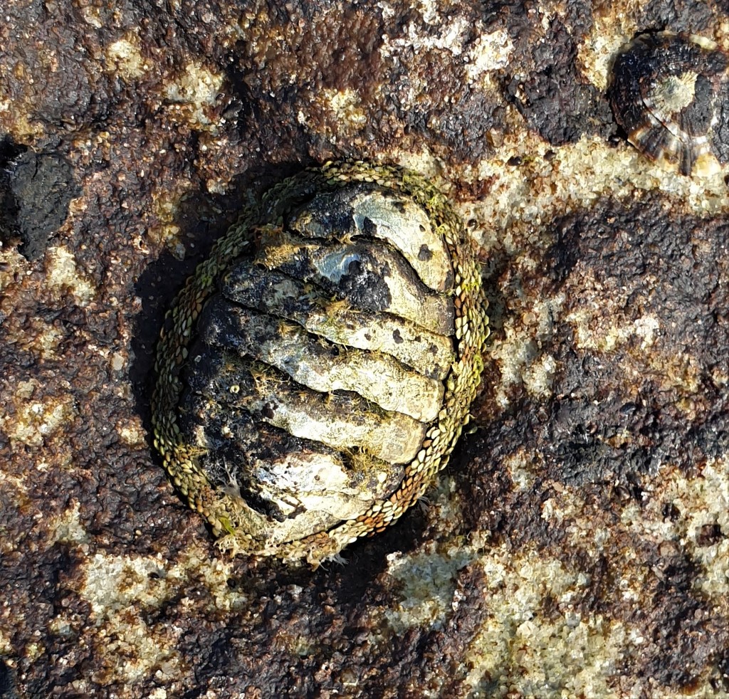 Snakeskin Chiton from Malabar NSW 2036, Australia on January 15, 2021 ...