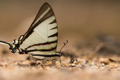 Neographium agesilaus