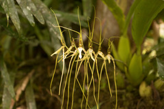 Brassia