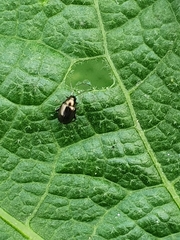 Phyllotreta undulata