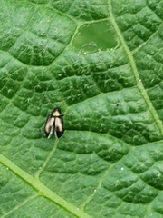 Phyllotreta undulata