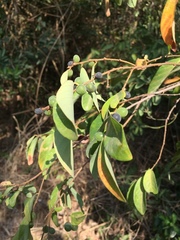 Bridelia tomentosa