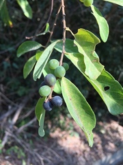Bridelia tomentosa