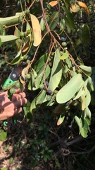 Bridelia tomentosa