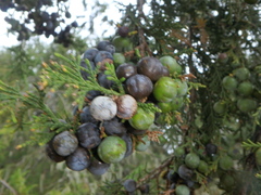 Juniperus procera