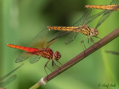 Brachythemis lacustris