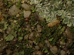 Phaeophyscia nigricans