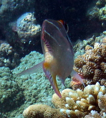 Monotaxis heterodon