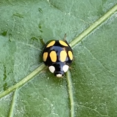 Oenopia formosana