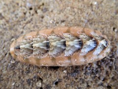 Bassethullia matthewsi