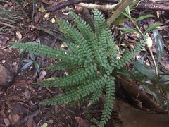 Adiantum silvaticum