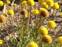 Aaronsohnia factorovskyi