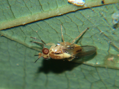 Elachiptera