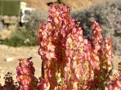 Rumex cyprius