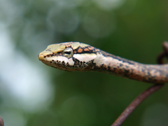 Thelotornis capensis