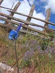 Delphinium macrocentrum