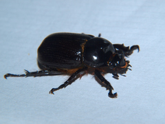Cyphonistes vallatus