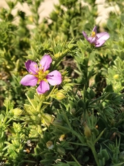 Fagonia mollis