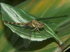 Orthetrum brachiale