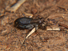 Prothymidia angusticollis