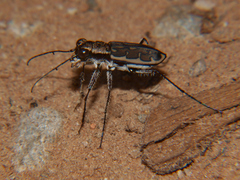 Lophyra neglecta