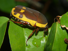 Pachnodella impressa