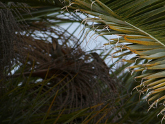 Cichladusa arquata