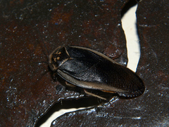 Gynopeltis cryptospila